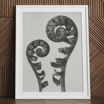 Aspidium Filix Mas (shield Fern Fronds) - Karl Blossfeldt Art Print / Canvas White-framed Black-and-white Photographic Two Intricately