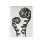 Aspidium Filix Mas (shield Fern Fronds) - Karl Blossfeldt Art Print, Two Fern Fronds Black White