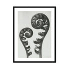 Aspidium Filix Mas (shield Fern Fronds) - Karl Blossfeldt Art Print, Two Fern Fronds Spiral Pattern