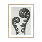Aspidium Filix Mas (shield Fern Fronds) - Karl Blossfeldt Art Print, Two Fern Fronds Spiral Pattern