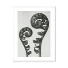 Aspidium Filix Mas (shield Fern Fronds) - Karl Blossfeldt Art Print, Two Fern Fronds Spiral Patterns