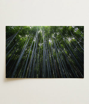 Rectangular Framed Print Dense Bamboo Forest Tall Slender Trees, Turns, Floor