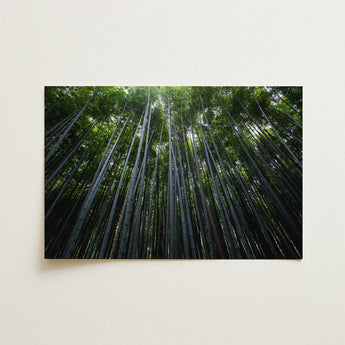 Rectangular Framed Print Dense Bamboo Forest Tall Slender Trees, Turns, Floor