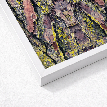 White-framed Print Close-up Rugged Tree Bark Patches Vibrant Barking Mad Transports, Nature’s Textures Dance, Kaleidoscopic Realm