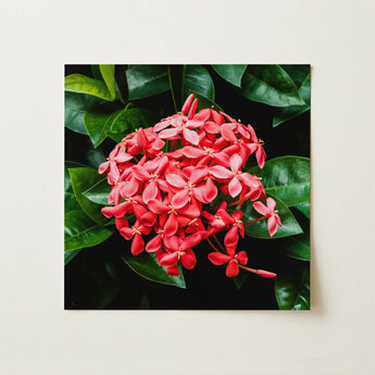 Belle of the Ball - Chinese Ixora Flame Tree Art Print / Canvas, 12x12’’ / 31x31cm / Unframed / no Border, Posters Prints & Visual Artwork,