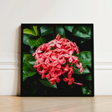 Framed Photograph Vibrant Cluster Pink Flowers Glossy Green Chinese Ixora, Flame Tree, Nature’s Untamed Vibrancy
