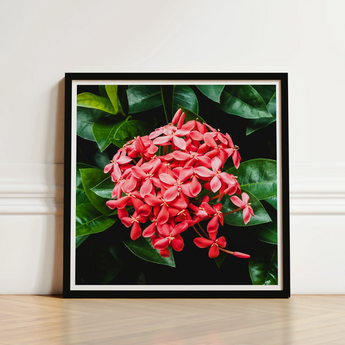Framed Photograph Vibrant Cluster Red Flowers Glossy Green Chinese Ixora, Flame Tree, Nature’s Untamed Vibrancy