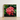 Framed Photograph Vibrant Cluster Pink Flowers Glossy Green Chinese Ixora, Flame Tree, Nature’s Untamed Vibrancy