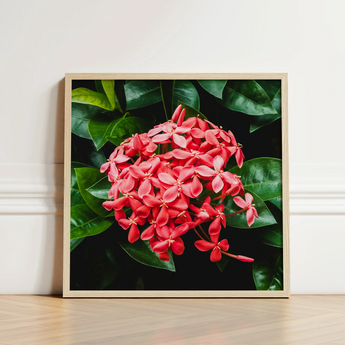 Framed Photograph Vibrant Cluster Pink Flowers Glossy Green Chinese Ixora, Flame Tree, Nature’s Untamed Vibrancy