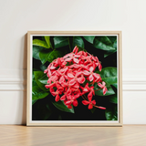 Framed Photograph Vibrant Cluster Pink Flowers Glossy Green Chinese Ixora, Flame Tree, Nature’s Untamed Vibrancy