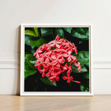 Framed Photograph Vibrant Cluster Red Flowers Glossy Green Chinese Ixora, Flame Tree, Nature’s Untamed Vibrancy