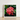 Framed Photograph Vibrant Cluster Red Flowers Glossy Green Chinese Ixora, Flame Tree, Nature’s Untamed Vibrancy