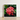 Framed Photograph Vibrant Cluster Pink Flowers Glossy Green Chinese Ixora, Flame Tree, Nature’s Untamed Vibrancy