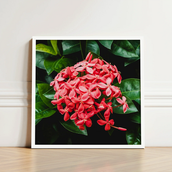 Framed Photograph Vibrant Cluster Pink Flowers Glossy Green Chinese Ixora, Flame Tree, Nature’s Untamed Vibrancy