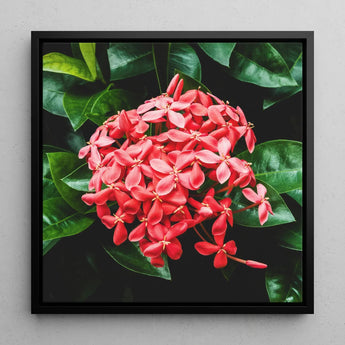 Belle of the Ball - Chinese Ixora Flame Tree Art Print / Canvas Black-framed Square Canvas Print Vibrant Cluster Pink Flowers Chinese