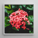 Belle of the Ball - Chinese Ixora Flame Tree Art Print / Canvas Framed Photograph Vibrant Cluster Pink Flowers Glossy Green, Nature’s