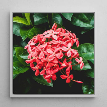 Belle of the Ball - Chinese Ixora Flame Tree Art Print / Canvas Framed Photograph Vibrant Cluster Pink Flowers Glossy Green, Nature’s