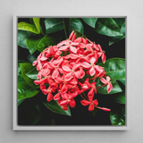 Belle of the Ball - Chinese Ixora Flame Tree Art Print / Canvas Framed Photograph Vibrant Cluster Pink Flowers Glossy Green Chinese Ixora,