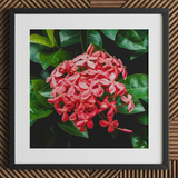 Belle of the Ball - Chinese Ixora Flame Tree Art Print / Canvas Framed Photograph Vibrant Cluster Pink Ixora Flowers Surrounded Chinese