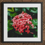 Belle of the Ball - Chinese Ixora Flame Tree Art Print / Canvas Framed Photograph Vibrant Cluster Pink Flowers Surrounded, Nature’s Untamed