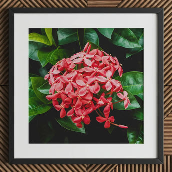 Belle of the Ball - Chinese Ixora Flame Tree Art Print / Canvas Framed Photograph Vibrant Cluster Pink Flowers Surrounded, Nature’s Untamed