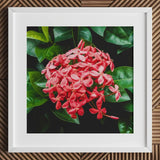 Belle of the Ball - Chinese Ixora Flame Tree Art Print / Canvas Framed Photograph Vibrant Cluster Pink Flowers Surrounded, Nature’s Untamed