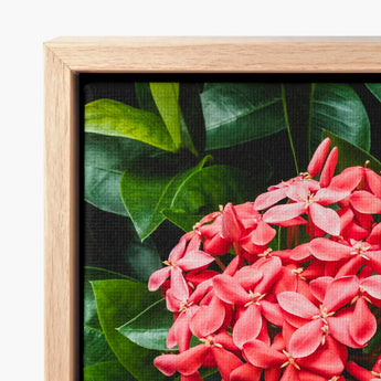 Vibrant Red Flower Cluster Delicate Petals Yellow Centers Chinese Ixora, Flame Tree, Nature’s Untamed Vibrancy