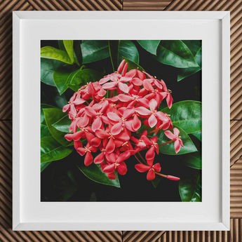 Belle of the Ball - Chinese Ixora Flame Tree Art Print / Canvas, Chinese Ixora, Flame Tree, Nature’s Untamed Vibrancy