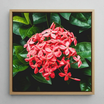 Belle of the Ball - Chinese Ixora Flame Tree Art Print / Canvas, Chinese Ixora, Flame Tree, Nature’s Untamed Vibrancy