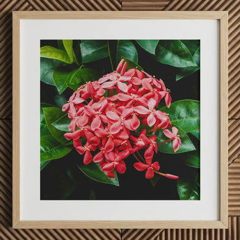 Belle of the Ball - Chinese Ixora Flame Tree Art Print / Canvas Square-framed Photograph Vibrant Cluster Pink Ixora Flowers Glossy Chinese