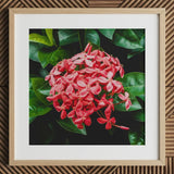 Belle of the Ball - Chinese Ixora Flame Tree Art Print / Canvas Square-framed Photograph Vibrant Cluster Pink Flowers Glossy, Nature’s