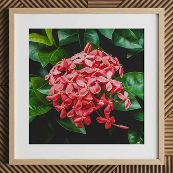 Belle of the Ball - Chinese Ixora Flame Tree Art Print / Canvas Square-framed Photograph Vibrant Cluster Pink Flowers Glossy, Nature’s