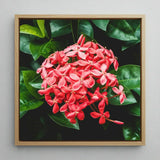 Belle of the Ball - Chinese Ixora Flame Tree Art Print / Canvas Vibrant Cluster Pink Flowers Glossy Green Leaves, Nature’s Untamed Vibrancy