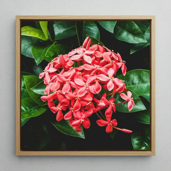 Belle of the Ball - Chinese Ixora Flame Tree Art Print / Canvas Vibrant Cluster Pink Flowers Glossy Green Leaves, Nature’s Untamed Vibrancy