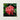 Vibrant Cluster Red Ixora Flowers Delicate Petals Green Chinese, Flame Tree, Nature’s Untamed Vibrancy
