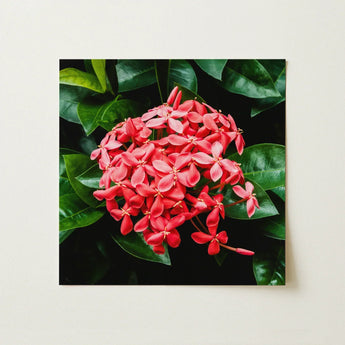 Belle of the Ball - Chinese Ixora Flame Tree Art Print / Canvas Vibrant Cluster Red Flowers Delicate Petals Green, Nature’s Untamed