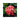 Belle of the Ball - Chinese Ixora Flame Tree Art Print, Cluster Coral-pink Ixora Flowers Surrounded Dark Green Leaves