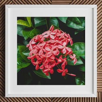 Belle of the Ball - Stampa artistica su tela Chinese Ixora Flame Tree / 12x12’’ / 31x31cm / Cornice bianca / Passe-partout, Poster Stampe & Visual