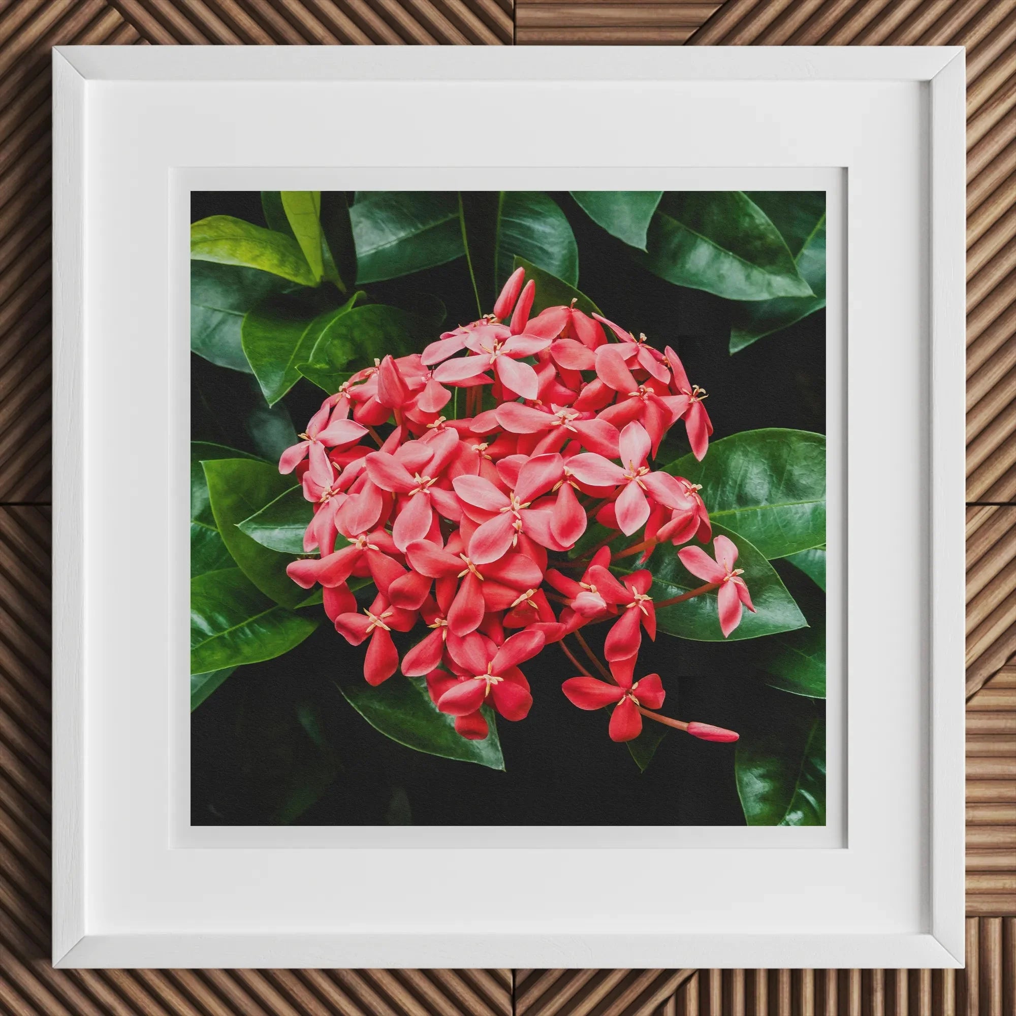 Belle of the Ball Chinese Ixora Flame Tree Art Print, Framed Photograph Vibrant Pink Ixora Flowers Surrounded Green