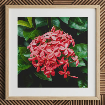 Belle of the Ball - Stampa artistica su tela Chinese Ixora Flame Tree / 12x12’’ / 31x31cm / Cornice naturale / Passe-partout, Poster Stampe & Visual