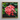 Belle of the Ball - Flame Tree of the Woods Framed Canvas, 12x12’’ / 31x31cm / Natural Floating Frame, Framed Canvas Print Vibrant Red
