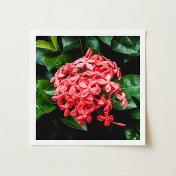 Belle of the Ball - Chinese Ixora Flame Tree Art Print / Canvas Framed Photograph Vibrant Cluster Pink Flowers Surrounded, Nature’s Untamed