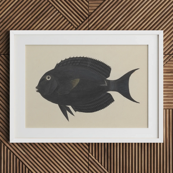 Schwarzer Doktorfisch - Luigi Balugani Meeresleben-Kunstdruck / Leinwand, 30x20’’ / 76x51cm / Weißer Rahmen / Passepartout, Poster Drucke & Visuelles