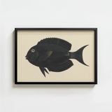 Black Framed Artwork Detailed Illustration Fish Subtle Gold Luigi Balugani, Midnight-hued Glides, Sea Life