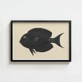 Black Framed Artwork Detailed Illustration Fish Intricate Fin Luigi Balugani, Midnight-hued Glides, Sea Life