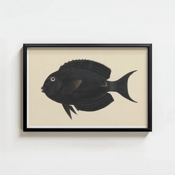 Black Framed Artwork Detailed Illustration Fish Intricate Fin Luigi Balugani, Midnight-hued Glides, Sea Life