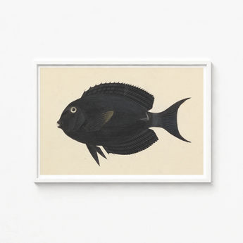 Black Fish Illustration White Frame Luigi Balugani, Midnight-hued Glides, Sea Life