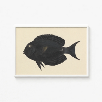Black Fish Illustration White Frame Luigi Balugani, Midnight-hued Glides, Sea Life