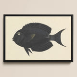 Black Surgeonfish - Luigi Balugani Sea Life Art Print / Canvas, 18x12’’ / 46x31cm / Frame, Posters Prints & Visual Artwork, Toby Leon
