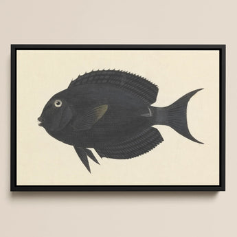 Black Surgeonfish - Luigi Balugani Sea Life Art Print / Canvas, 18x12’’ / 46x31cm / Frame, Posters Prints & Visual Artwork, Toby Leon
